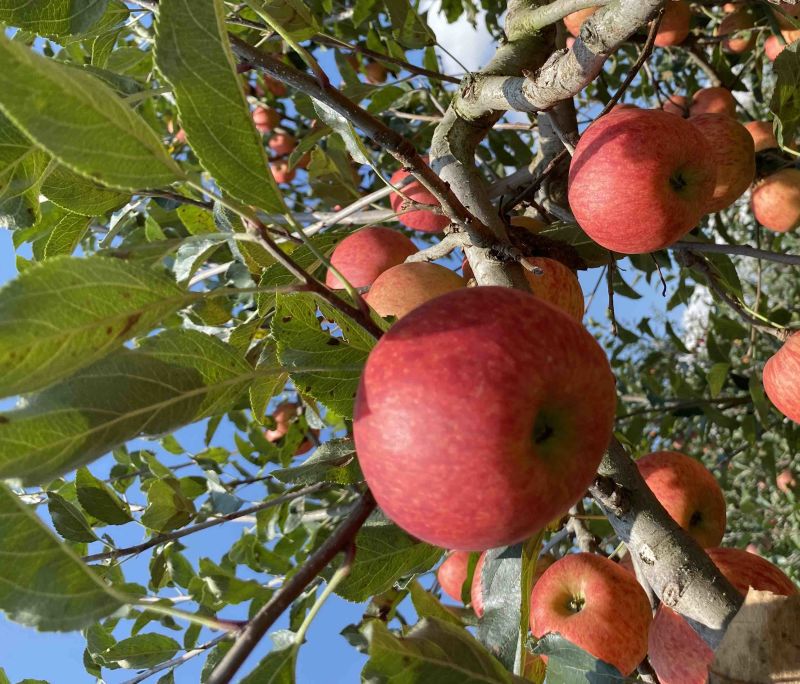 老板好，我是代办，8月9日目前嘎啦苹果🍎正在大量走货中
