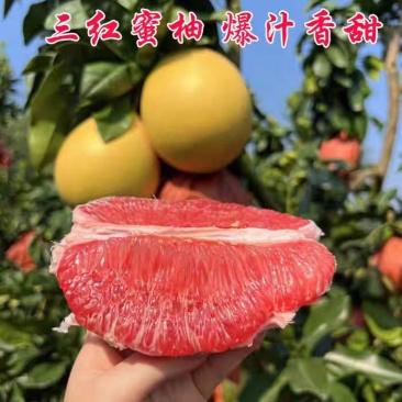 热卖《红心蜜柚》产地大量上市，大量供电商，市场，商超，
