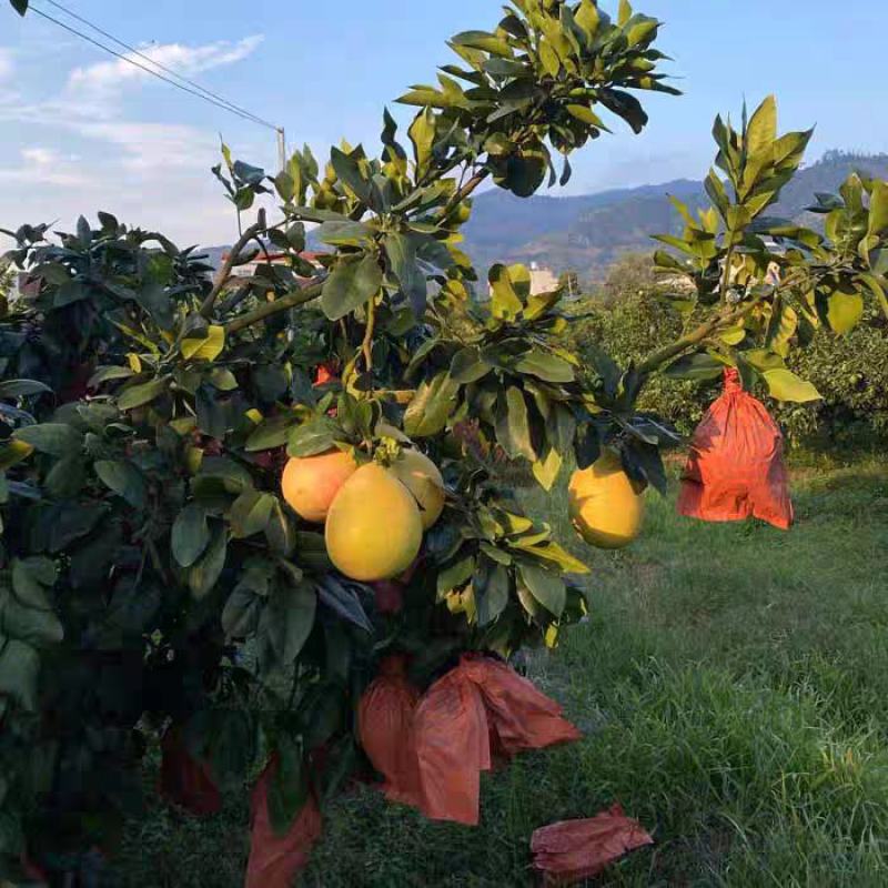 热卖《红心蜜柚》产地大量上市，大量供电商，市场，商超，