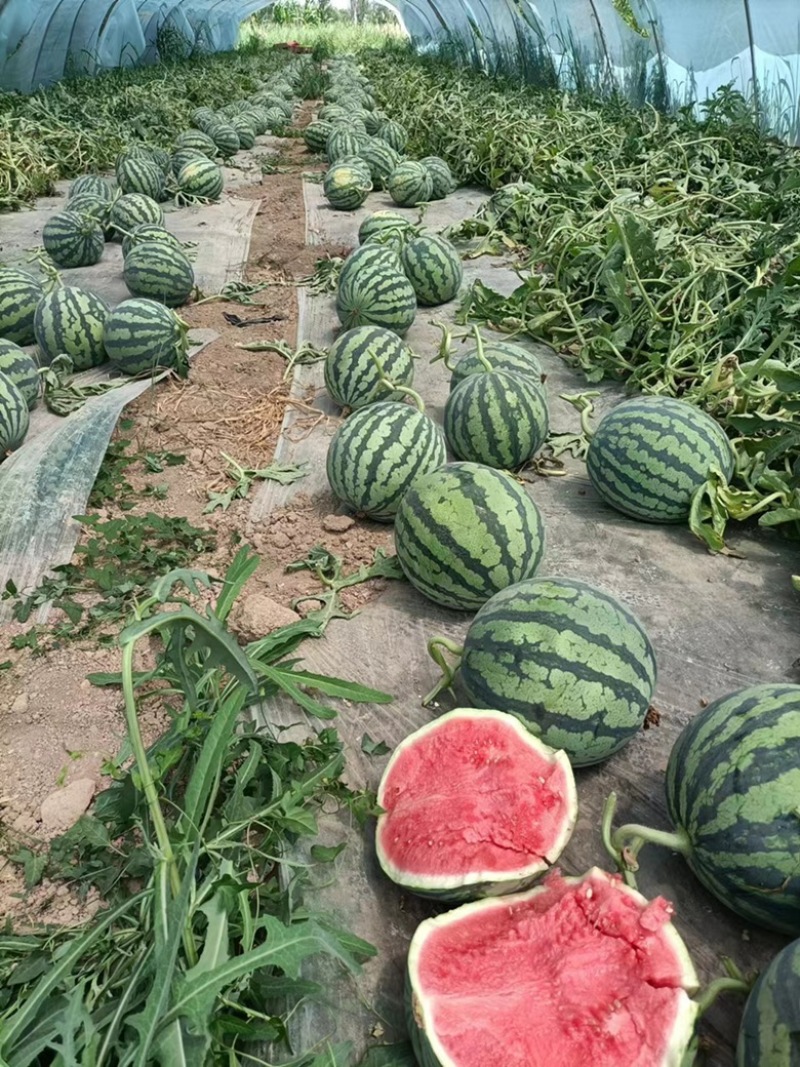 精品美都西瓜麒麟瓜无籽产地直供诚信经营