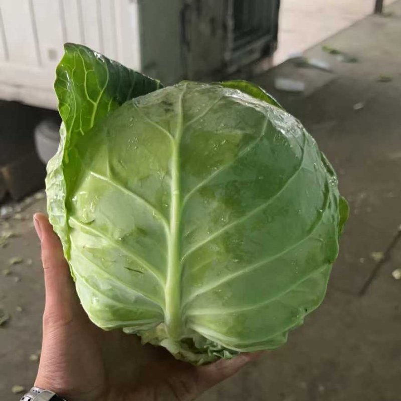 兰州精品甘蓝大量有货，代发全国，质量**，绿甘蓝，口感