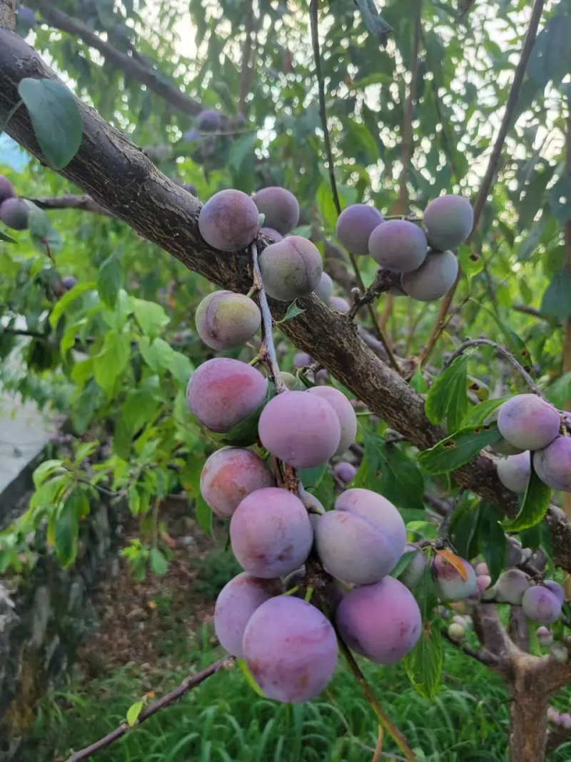 【精选】脆红李子四川产地大量供应可视频看货欢迎致电