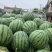 精品美都西瓜麒麟瓜无籽产地直供诚信经营