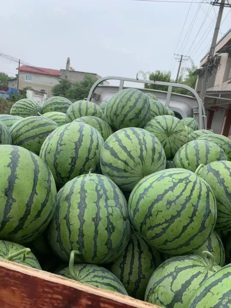 精品美都西瓜麒麟瓜无籽产地直供诚信经营