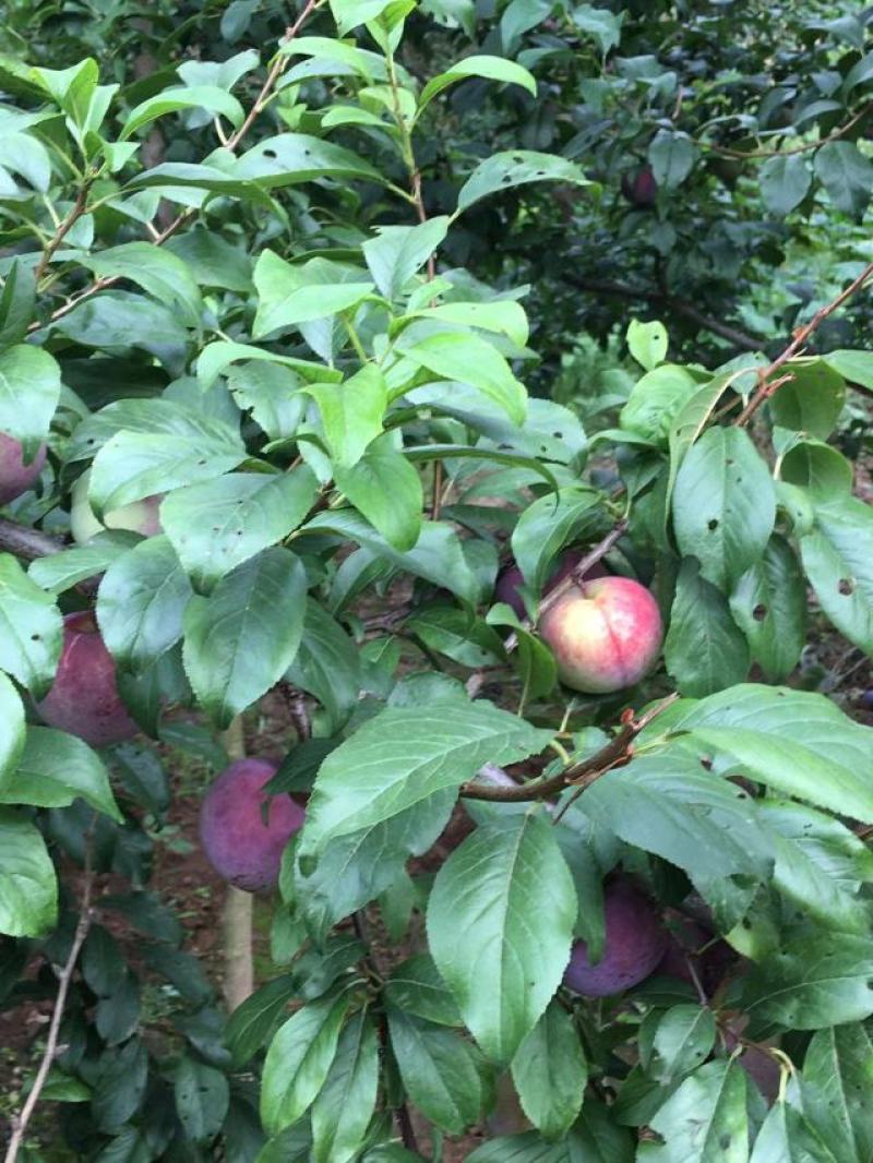 《推荐》安格诺李子大量供应/基地直供/量大优惠/全国发货
