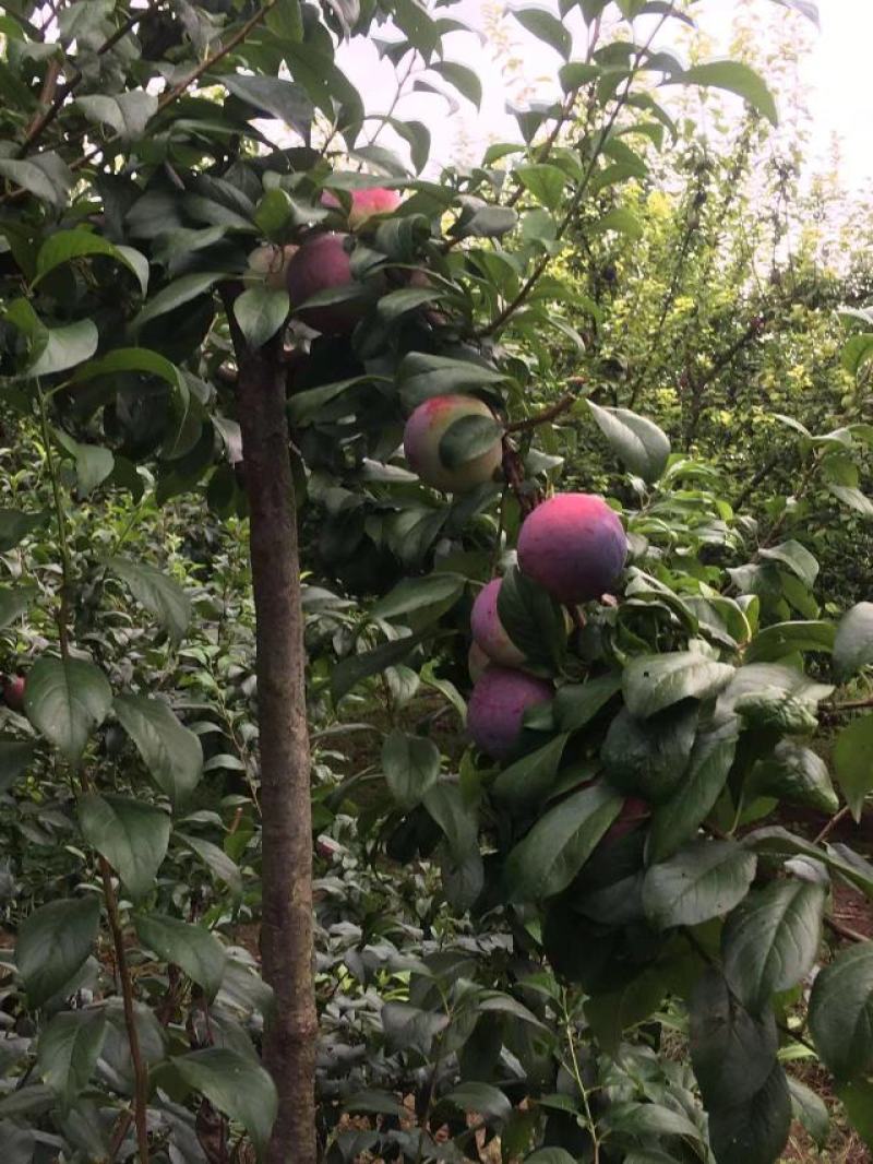 《推荐》安格诺李子大量供应/基地直供/量大优惠/全国发货