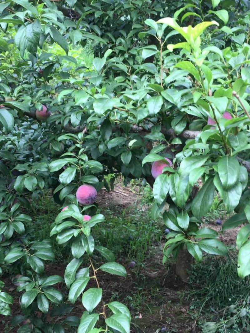 《推荐》安格诺李子大量供应/基地直供/量大优惠/全国发货