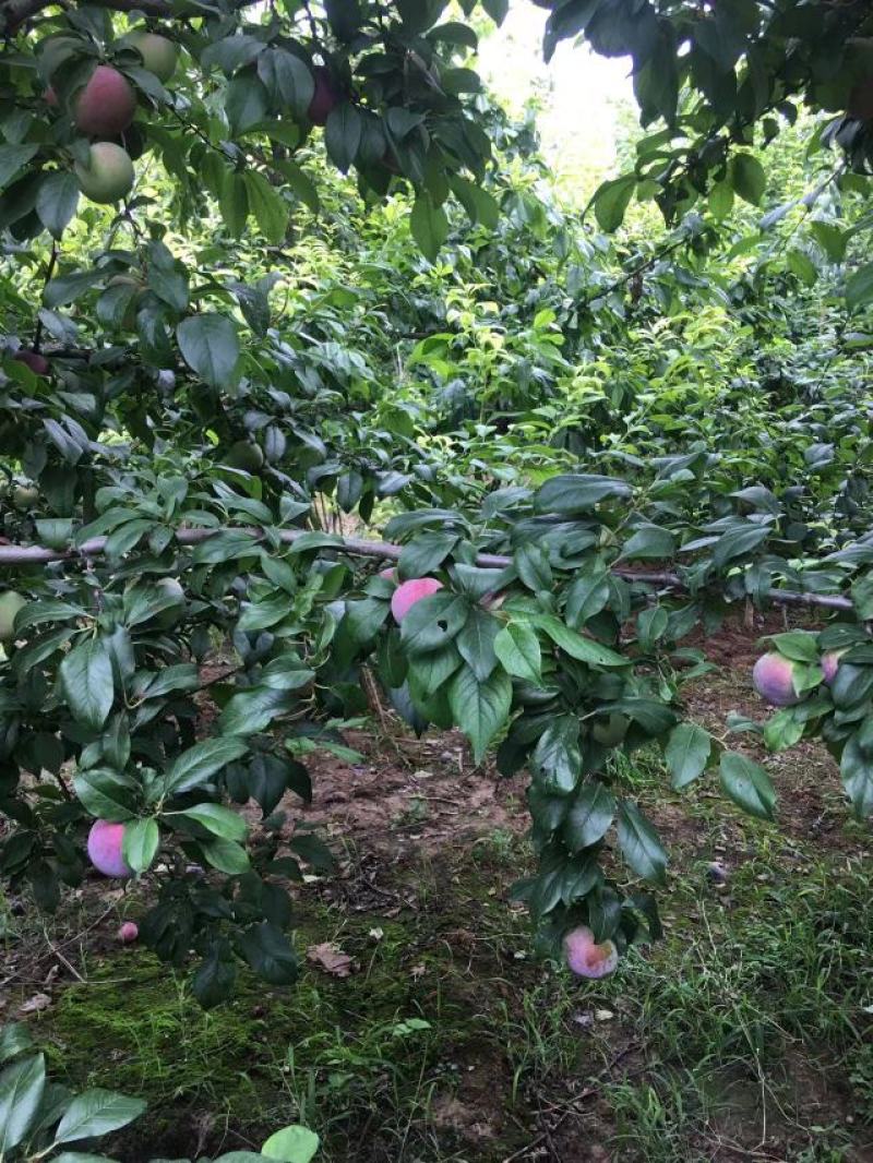 《推荐》安格诺李子大量供应/基地直供/量大优惠/全国发货