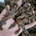 【骨碎补】中药材生骨碎补申姜猴姜当季新货骨碎补包邮