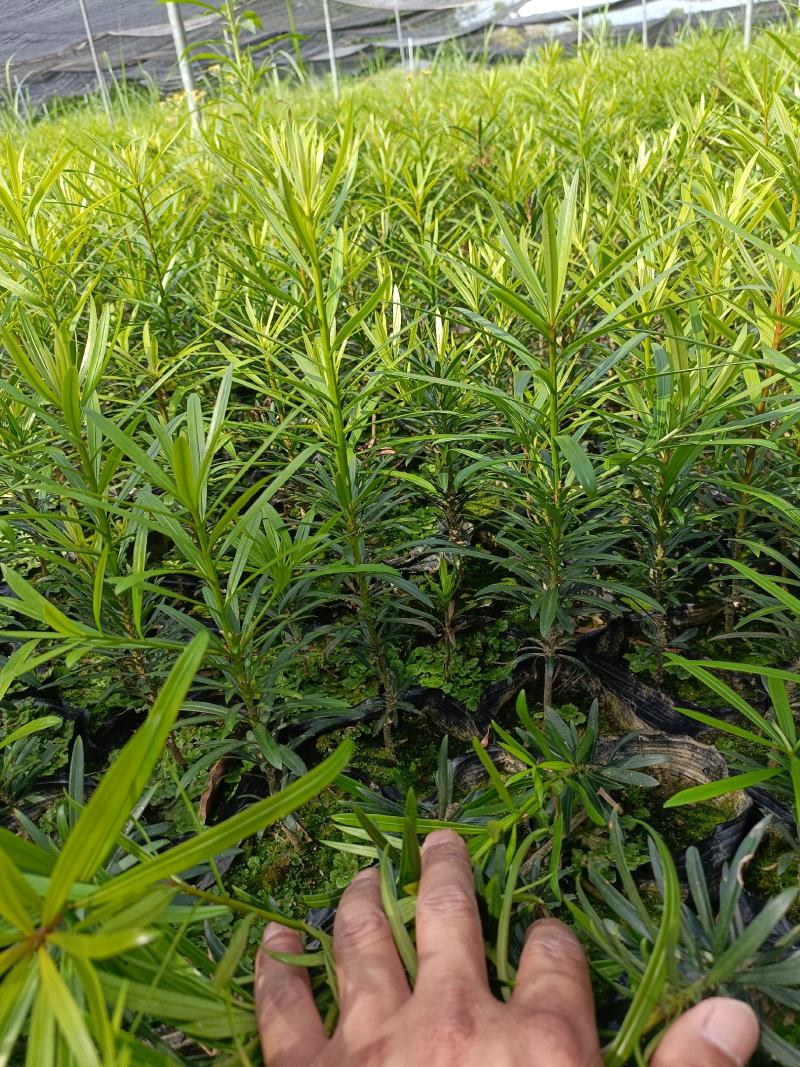 罗汉松杯苗，产地批发，高度在30-40-50-80公分。