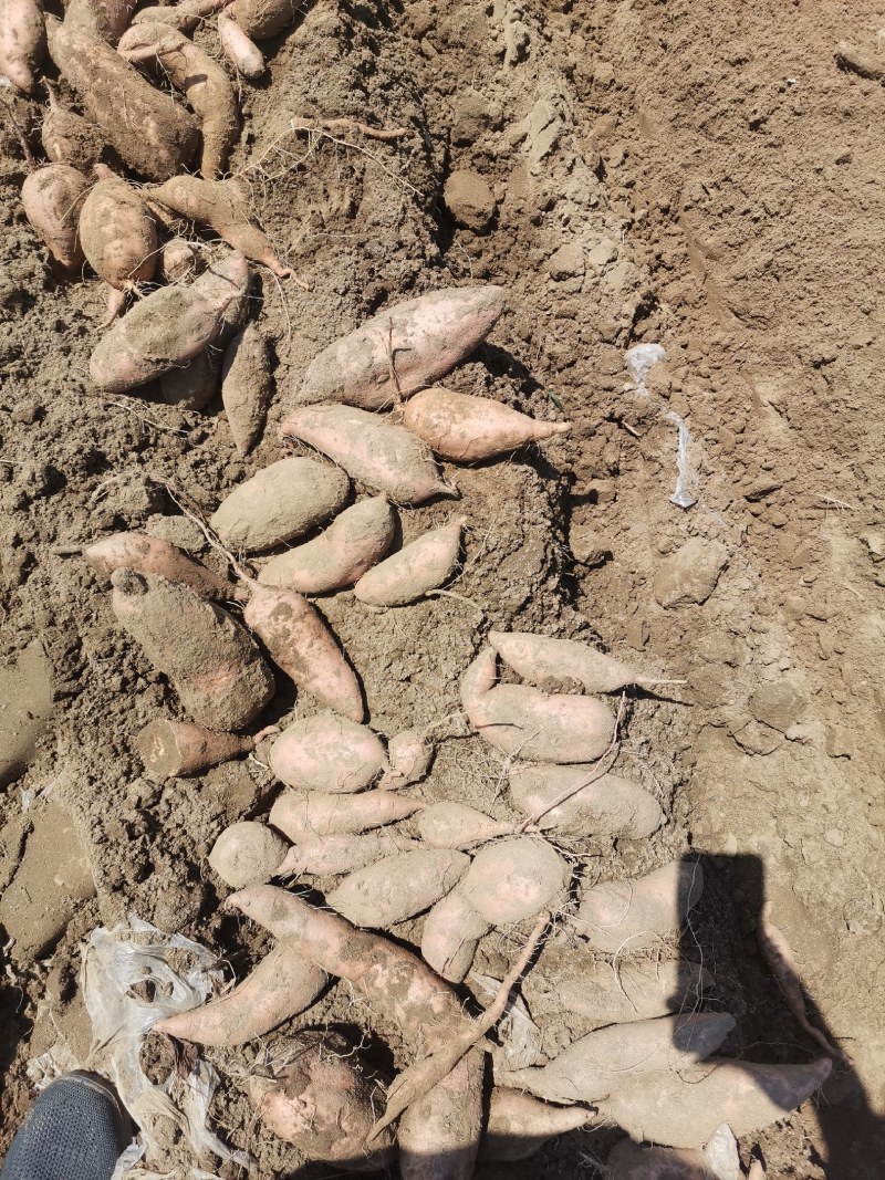 河北万亩产地龙九红署大量上市一手货源保障质量