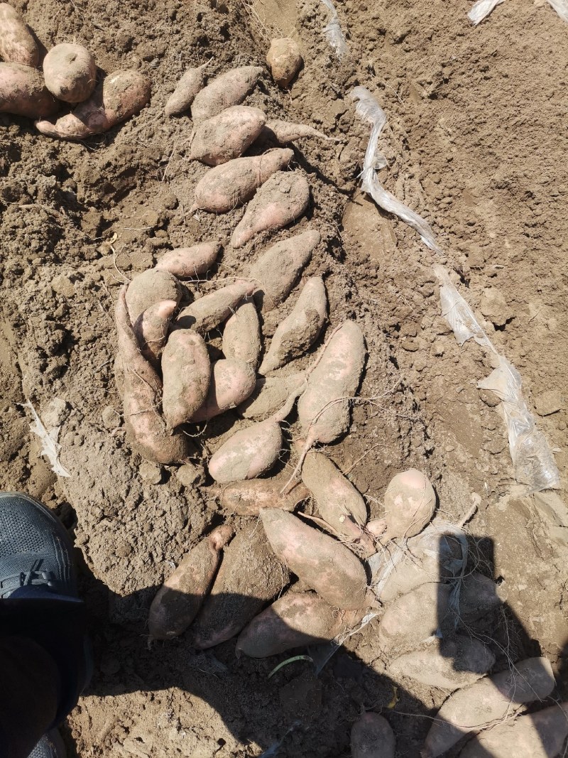 河北万亩产地龙九红署大量上市一手货源保障质量