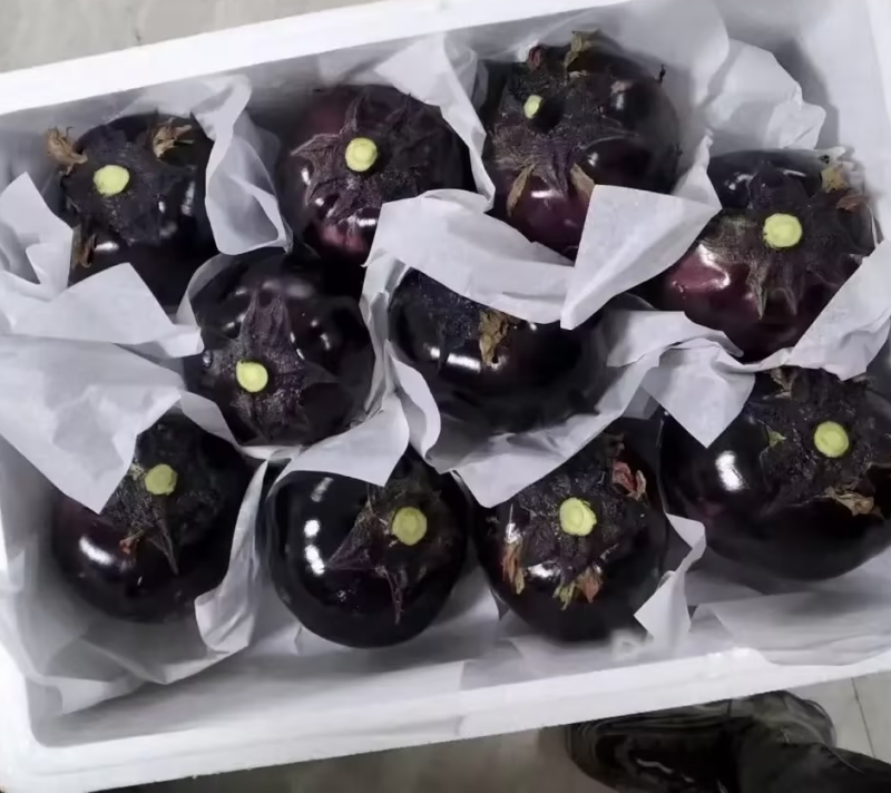 精品紫光圆茄茄子基地直发欢迎咨询品质保证