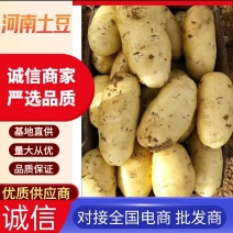 【精品】河南荷兰十五土豆大量上市产地直发货源充足