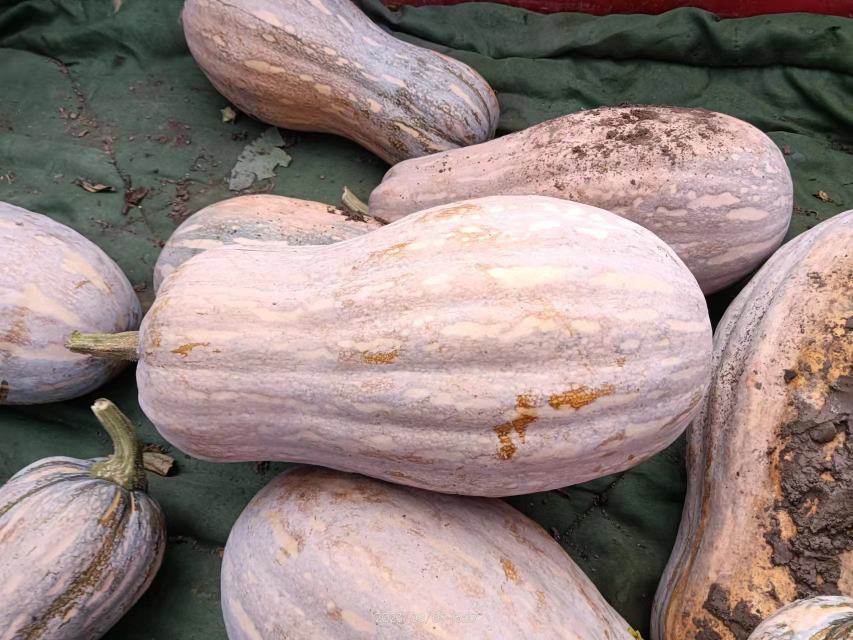 挑选外表完整、表皮坚硬的老南瓜 挑选老南瓜