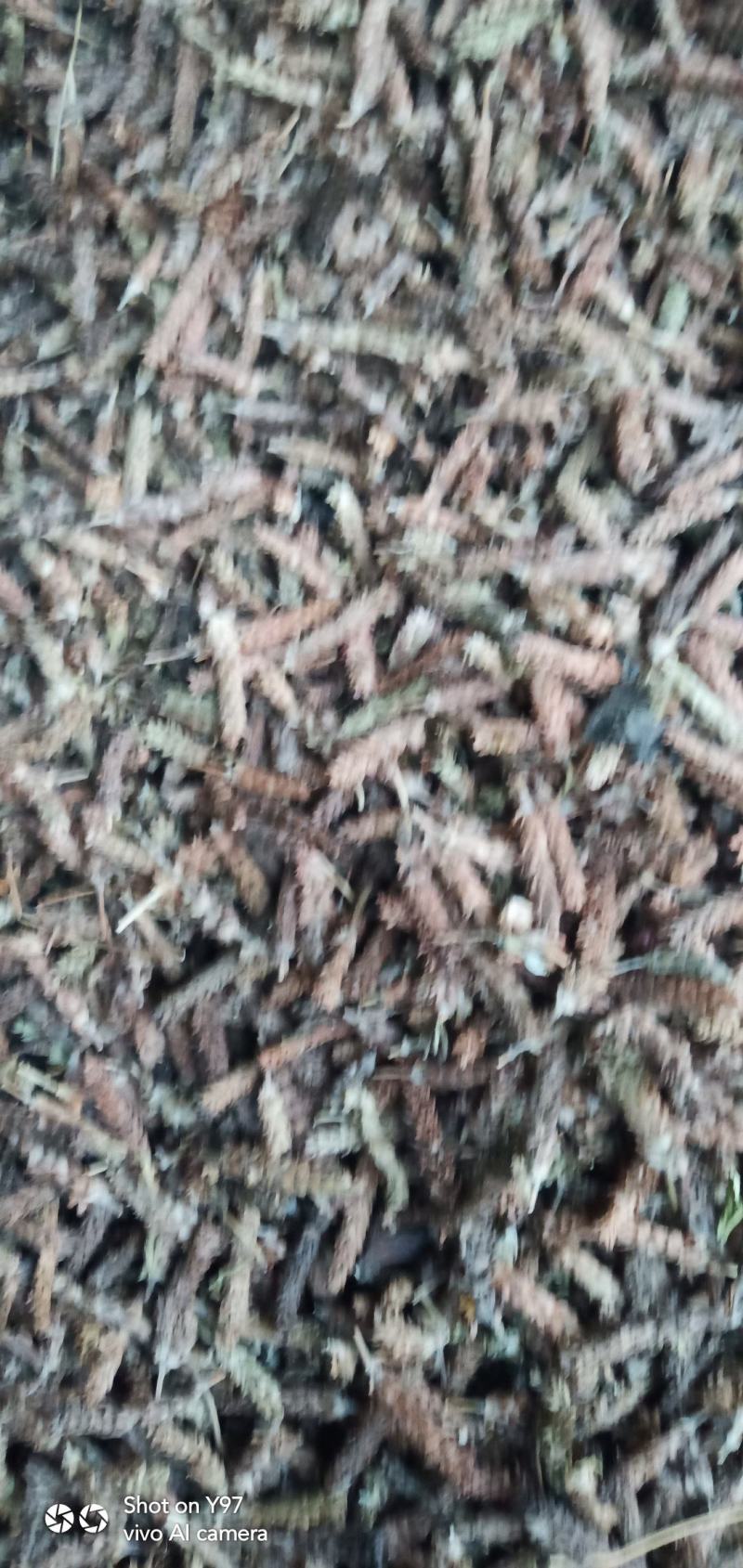 夏枯球