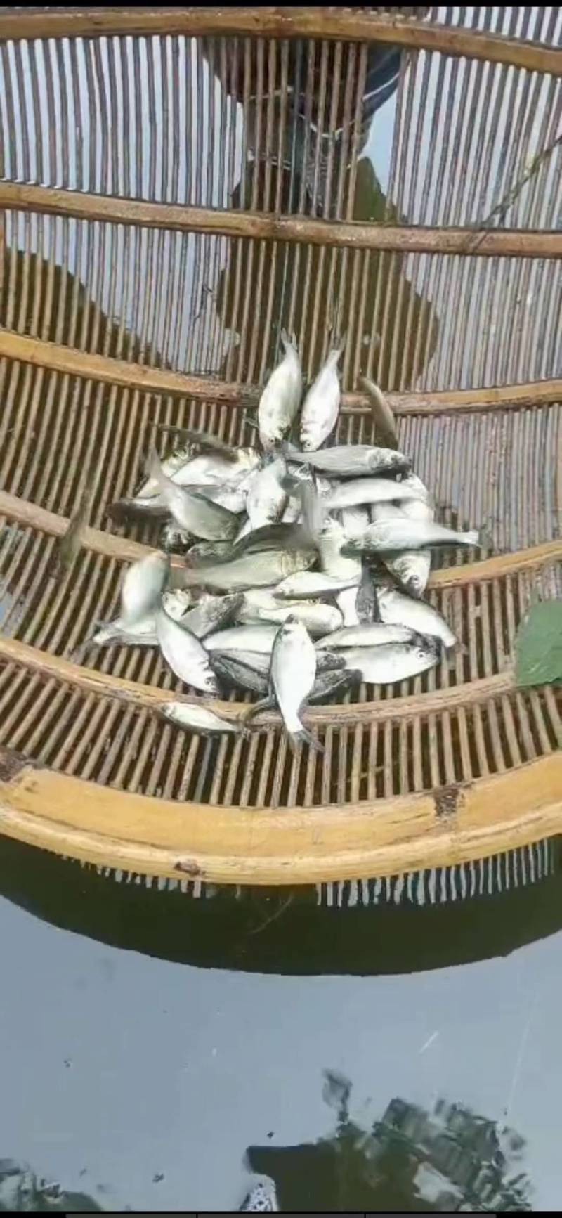 花鲢苗养殖基地，鱼苗存活率高送货上门欢迎电话联系