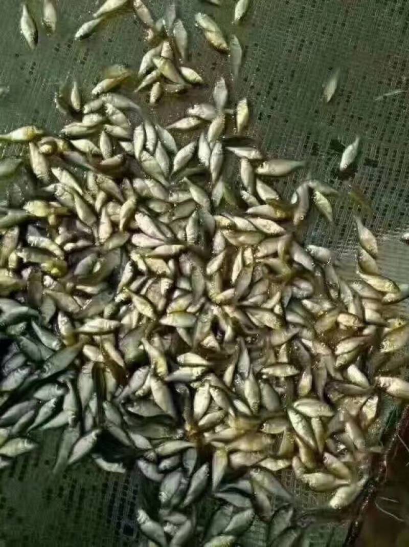 锦鲤苗