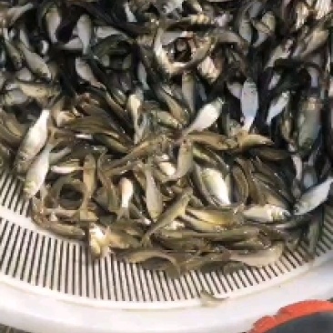 锦鲤苗