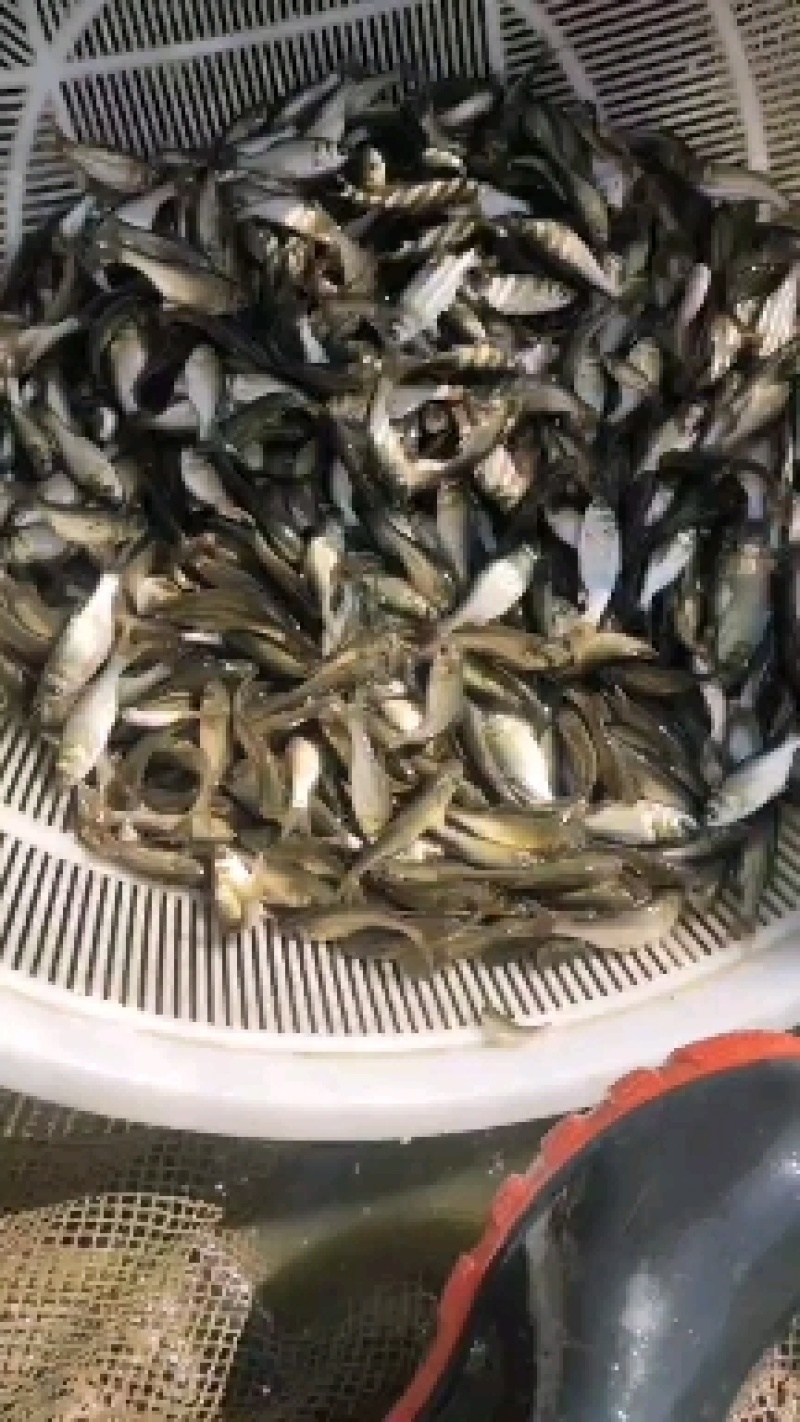 锦鲤苗