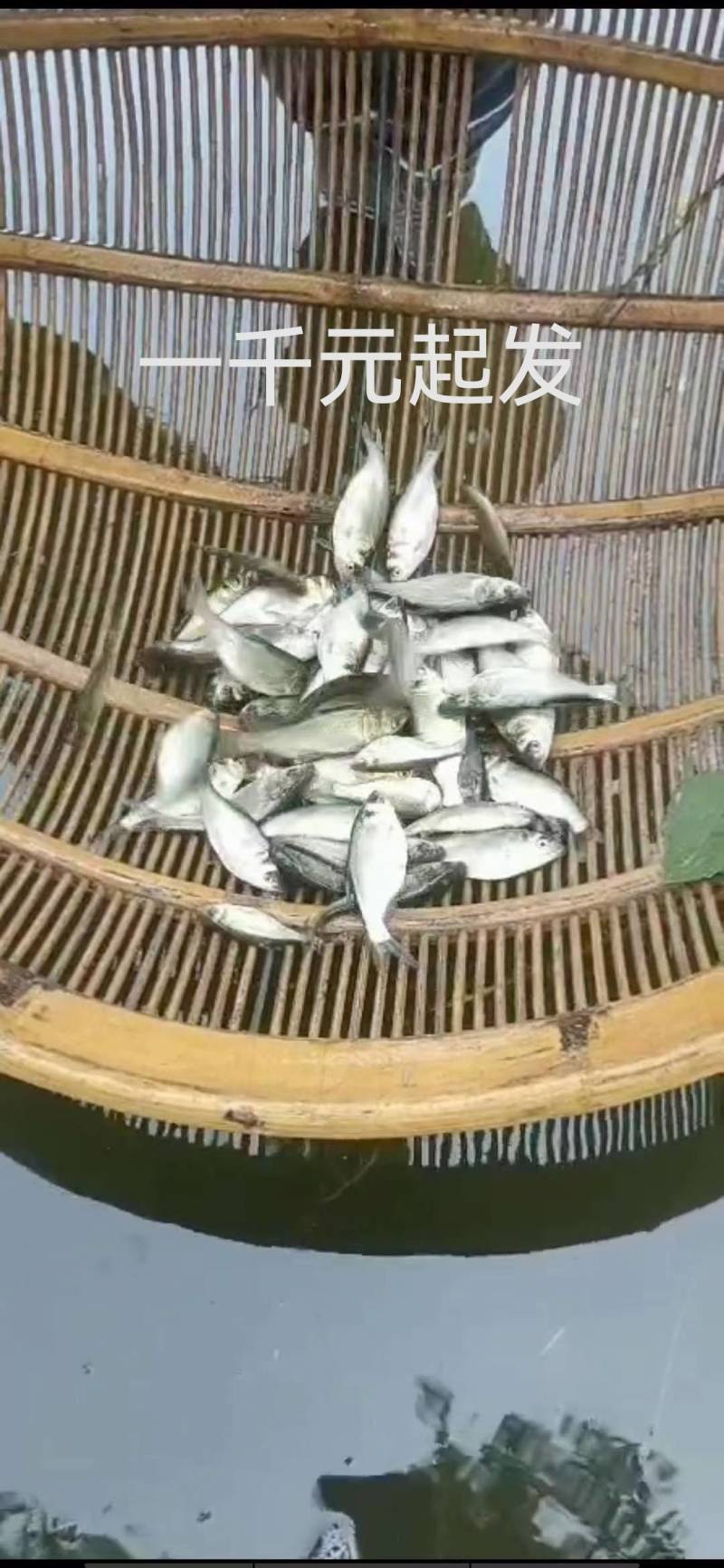 锦鲤苗