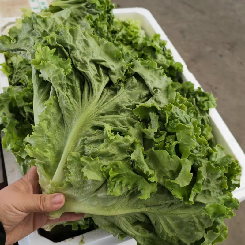 生菜，黄叶生菜，青叶生菜，意大利，各种蔬菜都有需要老板联