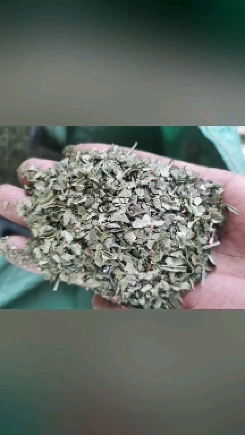 重庆青花椒叶子
