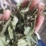 重庆青花椒叶子