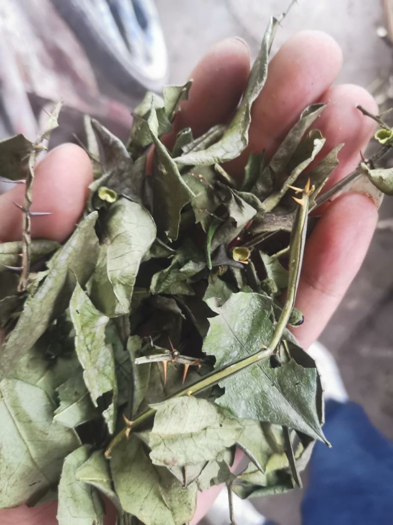 重庆青花椒叶子