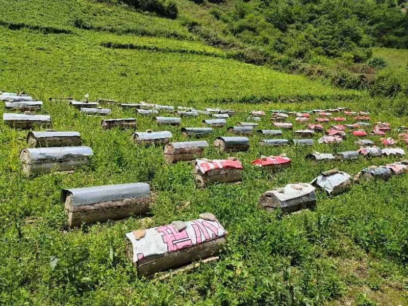 蜂箱内蜜蜂采集蜂蜜