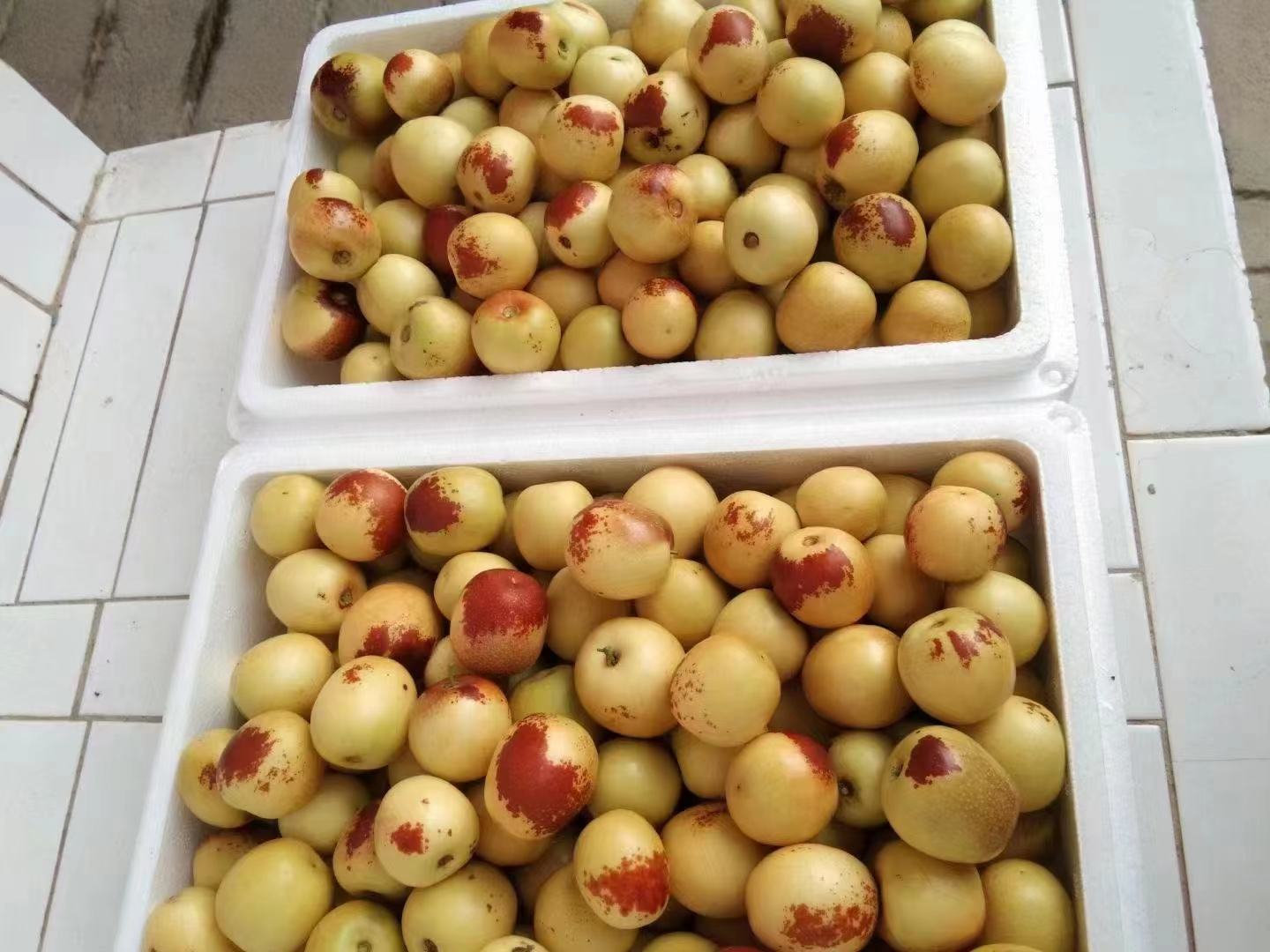 阳光下的大荔冬枣果园,果实饱满挂满枝头 大荔冬枣果园