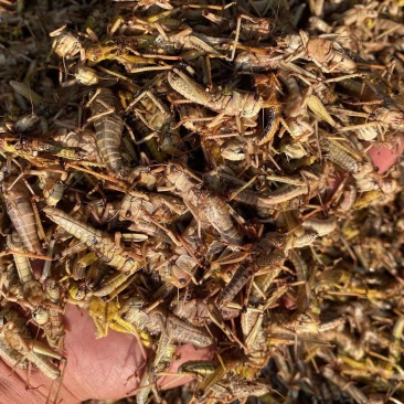 山东临沂蝗虫活体蚂蚱，冷冻蚂蚱串半成品加工欢迎采购