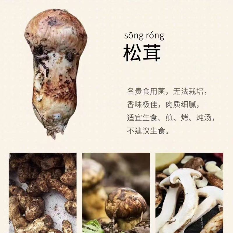 野生菌松茸鲜货已上市有需要的朋友联系我