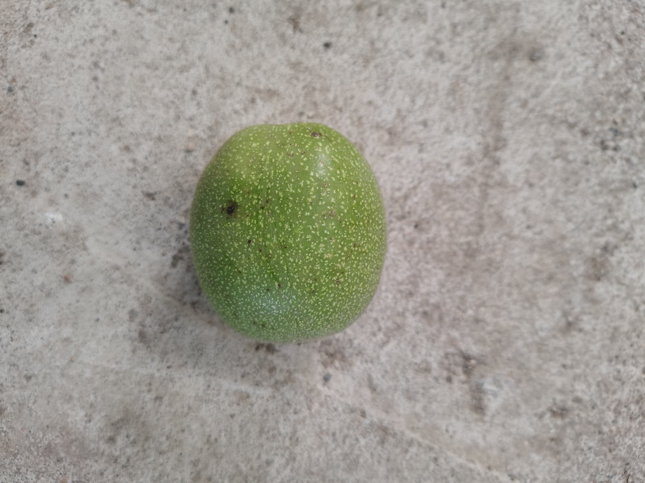连体青皮核桃植物学示意图