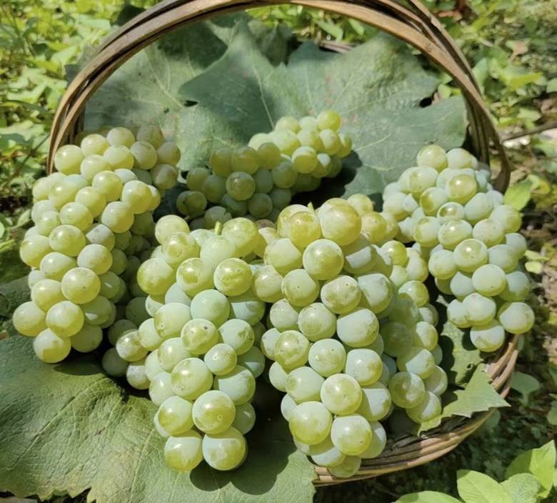 葡萄与血糖监测设备及葡萄特写,展示糖尿病患者需谨慎食用葡萄的场景 葡萄与血糖监测