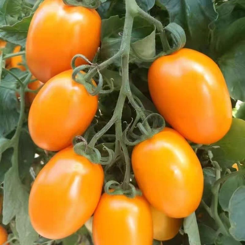 【精品】黄色小西红柿黄色圣女果质量保证对接市场电商团购