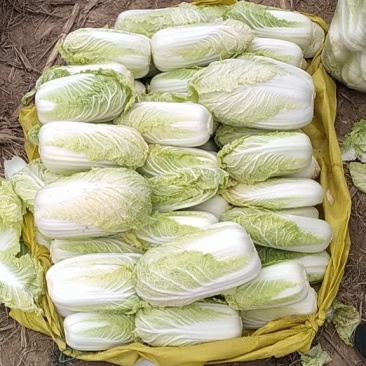 精品娃娃菜基地，净菜打包，产地直发/一手货源。