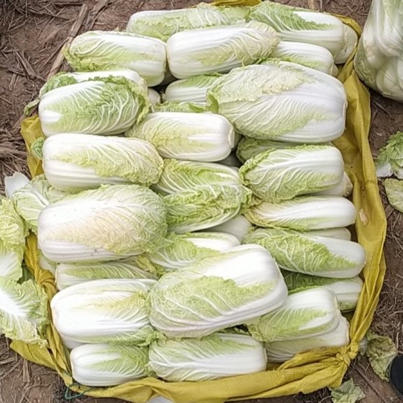 精品娃娃菜基地，净菜打包，产地直发/一手货源。