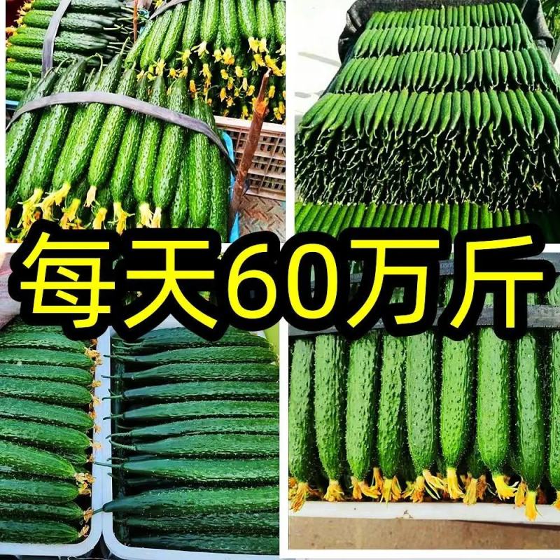 【真实价格】山东产地黄瓜，食堂货，电商货，市场货大量供应
