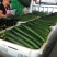 【发货量大】山东黄瓜亮条黄瓜鲜花，社区团购电商，赶集市场