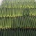 【发货量大】山东黄瓜亮条黄瓜鲜花，社区团购电商，赶集市场