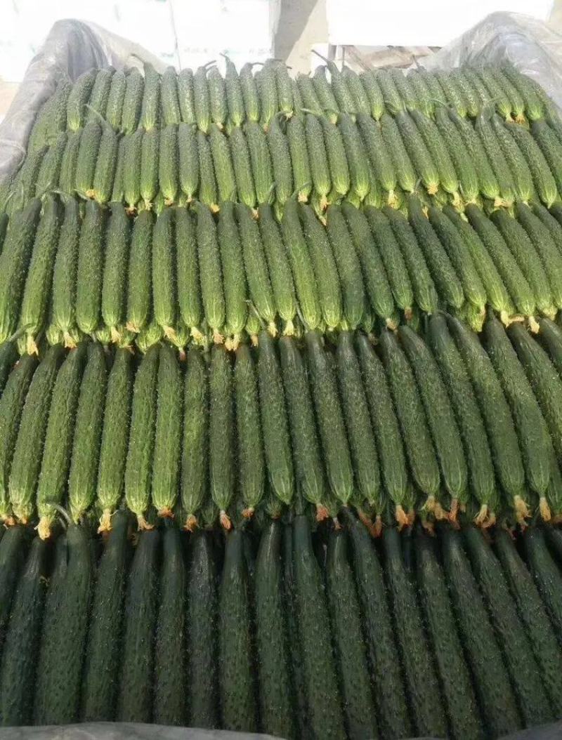 【发货量大】山东黄瓜亮条黄瓜鲜花，社区团购电商，赶集市场