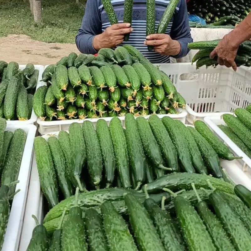 【发货量大】山东黄瓜亮条黄瓜鲜花，社区团购电商，赶集市场
