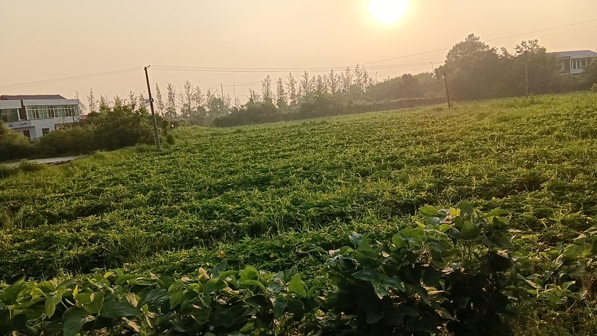 农民正在清晨的南瓜地里采摘新鲜的南瓜花,背景为绿意盎然的农田景象 南瓜花采摘图