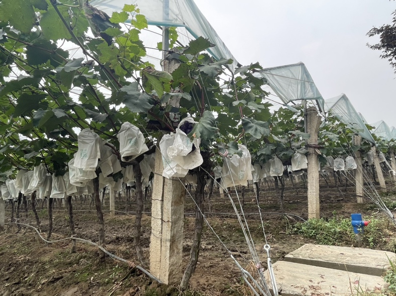 户太八号葡萄园全景