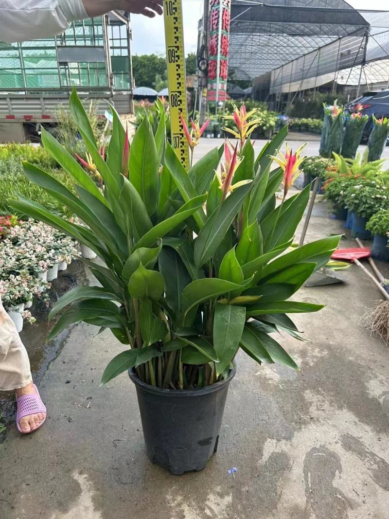 红鸟蕉有名富贵鸟蕉盆栽净化新鲜空气居家室内室外常备绿植开