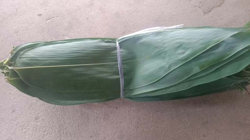 四川新鲜麻竹叶粽叶