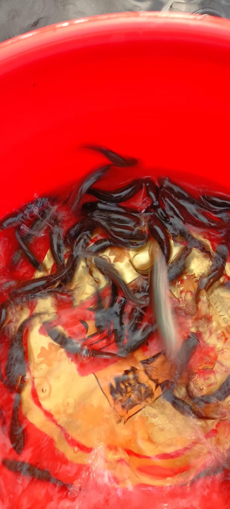 鱼场直供优质杂交黑鱼鱼苗，两广生鱼苗（本场），人工养殖