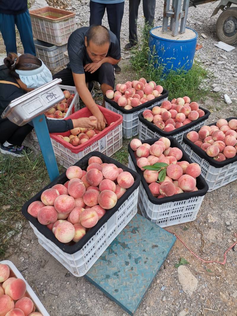 遵化山地毛桃大量上市了