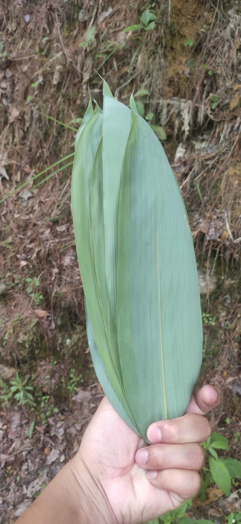 新鲜粽叶箬叶